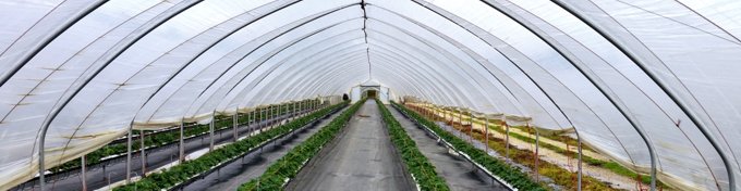 Solarii legumicultura 4