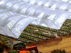 Solarii legumicultura Marea Britanie