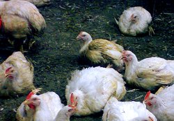 Transport ilegal de peste 30.000 de pui de la o exploatatie depistata cu Boala de Newcastle