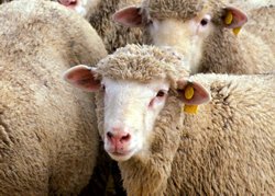 Bluetongue: ANSVSA analizeaza strategia vaccinarii animalelor impotriva Bolii limbii albastre