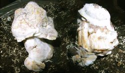 boli produse de ciuperci parazite