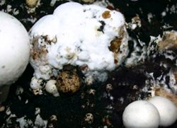 boli produse de ciuperci parazite 2