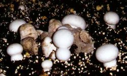 boli produse de ciuperci parazite 3