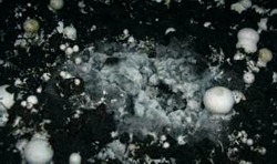 boli produse de ciuperci parazite 4