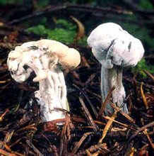 boli produse de ciuperci parazite 5