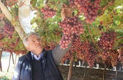 Struguri de masa fara samburi si design viticol in Puglia