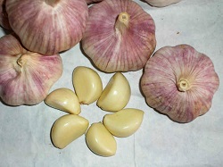 Un nou soi productiv de usturoi rosu in Argentina