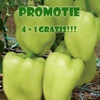 irene f1 seminte ardei promotiejpg b