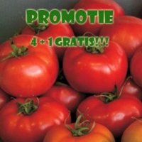 vernal f1 promotie b