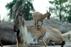 Capra salbatica Markhor