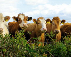 Agentia Nationala de Zootehnie