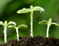 Infiintarea Autoritatii Nationale Fitosanitare