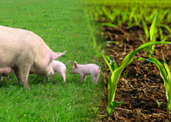 Intalnire cu fermierii ieseni pe temele schimbarii categoriei de folosinta a terenurilor si cresterea suinelor