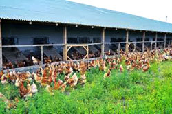 Implementarea principiilor HACCP in fermele de pasari