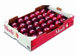 Soiul de mere Modi adaptat la productia ecologica