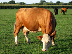 bunastare vaci lapte ferme mici