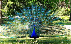 Despre cresterea paunilor