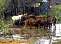 Masuri si recomandari ANSVSA pentru protectia animalelor din zonele afectate de inundatii
