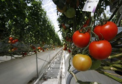 Windset Farms, cel mai bun producator de rosii din lume