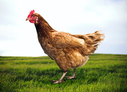 Adeverinte credite Bunastare Pasari