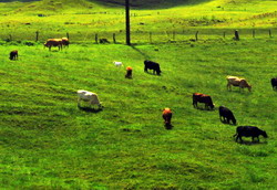 Amenajamentele pastorale – Documentatia si etapele de intocmire