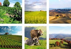 Conditiile de acordare a platilor directe in agricultura pentru perioada 2015 – 2020