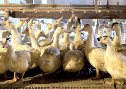 Crestere intensiva rate