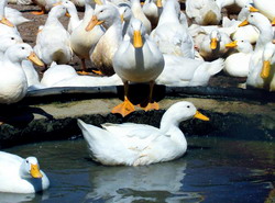 Tehnologia de crestere, exploatare si hranire a ratelor