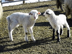 Noutati in furajarea animalelor si modernizarea fermelor la Botosani