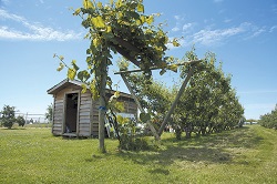 Coroana de pomi Tatura Trellis destinata culturilor intensive