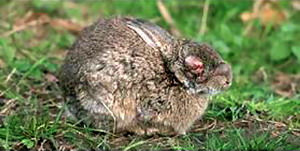 Mixomatoza iepurilor 2