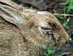 Mixomatoza iepurilor 3