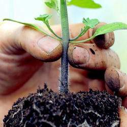 Obtinerea rasadurilor sanatoase de legume