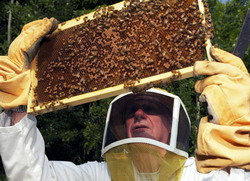 Programul National Apicol: Recomandari pentru apicultori – formele asociative!