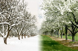 Tratamentele de Iarna – Primavara in livezi
