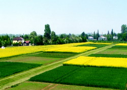 Situatia culturilor de toamna din judetul Vaslui