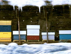 ingrijirea albinelor iarna