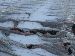 Grindina a afectat peste 500 de hectare de sere in Spania