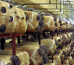 Necesarul de aer in cultura ciupercilor Pleurotus spp.