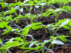 Calitatea rasadurilor de legume