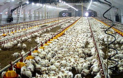 Importanta ventilatiei in cresterea puilor de carne in sistem intesiv