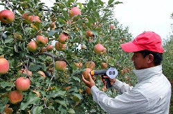 Testarea nedistructiva a calitatii fructelor cu SUNFOREST H-100