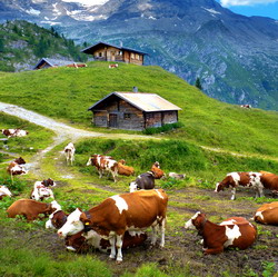 Oportunitati pentru dezvoltarea agriculturii ecologice in zona de munte