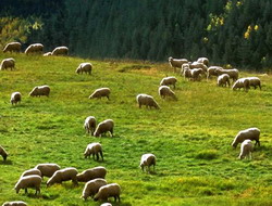 Asociatia Judeteana a Crescatorilor Montani de Ovine Dealul Negru, o asociatie model la nivel national