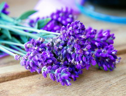 „Parfum” de profitabilitate: Culturile de lavanda