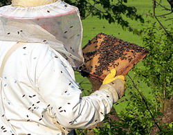 Cursuri de apicultor la Camera Agricola Valcea