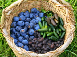 Permacultura: Scoala de vara „Agricultura Permanenta” din August 2015, in Bulgaria