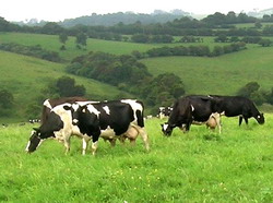 Federatia Crescatorilor de Bovine din Romania