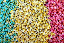 Folosirea semintelor tratate cu insecto-fungicide