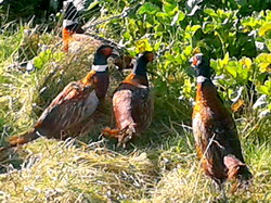 Ce trebuie sa stim despre hranirea fazanilor